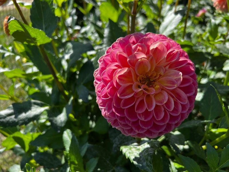 Cylburn Arboretum Hosts Festive Nature Workshops