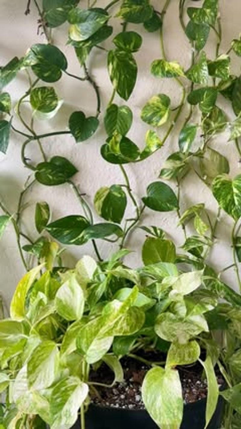 Pests Showing Up On Leaves Or Stems