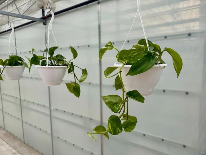 Leggy Stems With Sparse Leaves