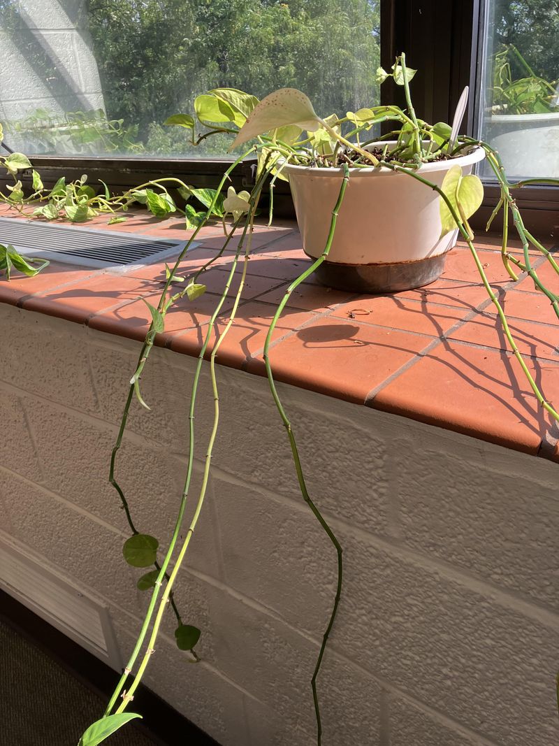 Leggy Growth With Long Spaces Between Leaves