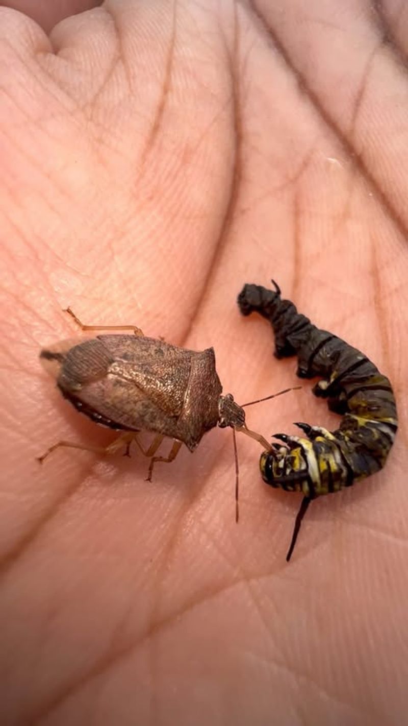 Winter Activity Sets Them Apart from Other Pests