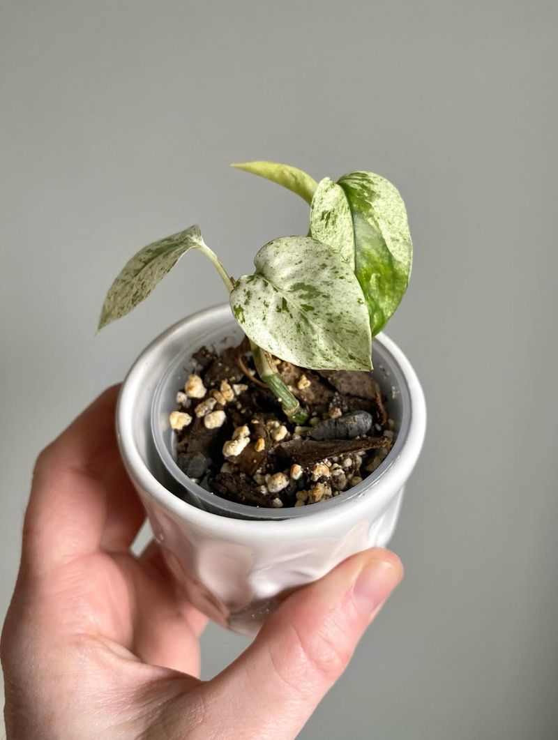 Small New Leaves Or Slow Growth