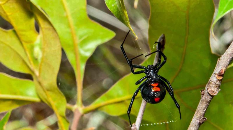 Southern Black Widow Spider