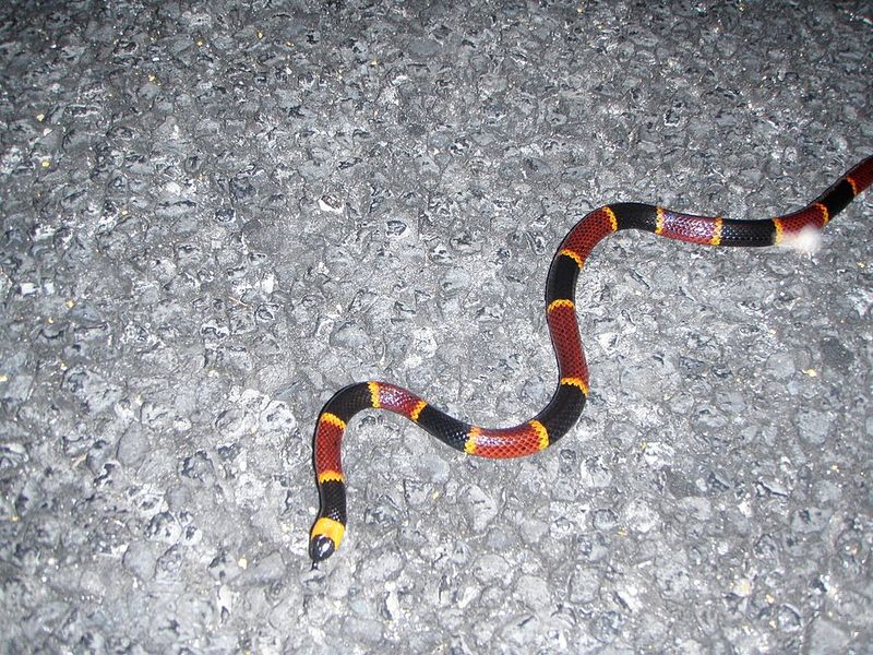 Coral Snake
