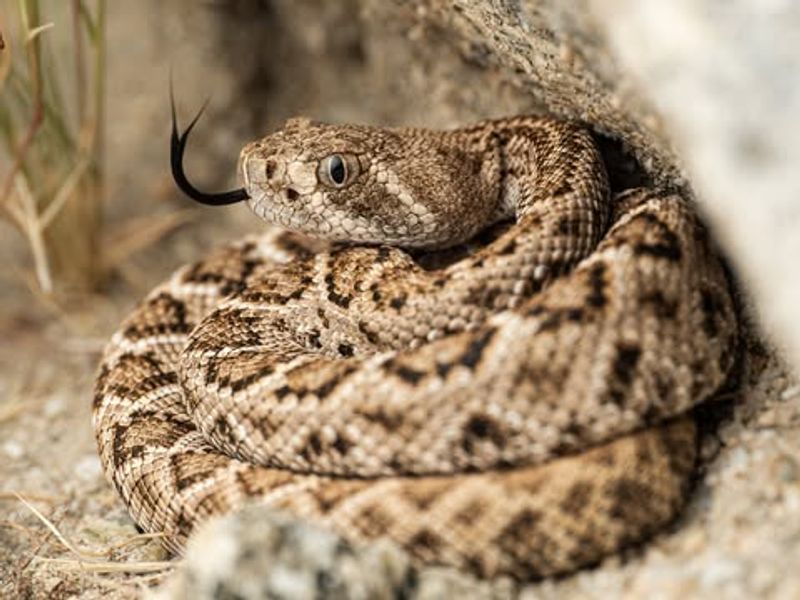 Western Diamondback Rattlesnake