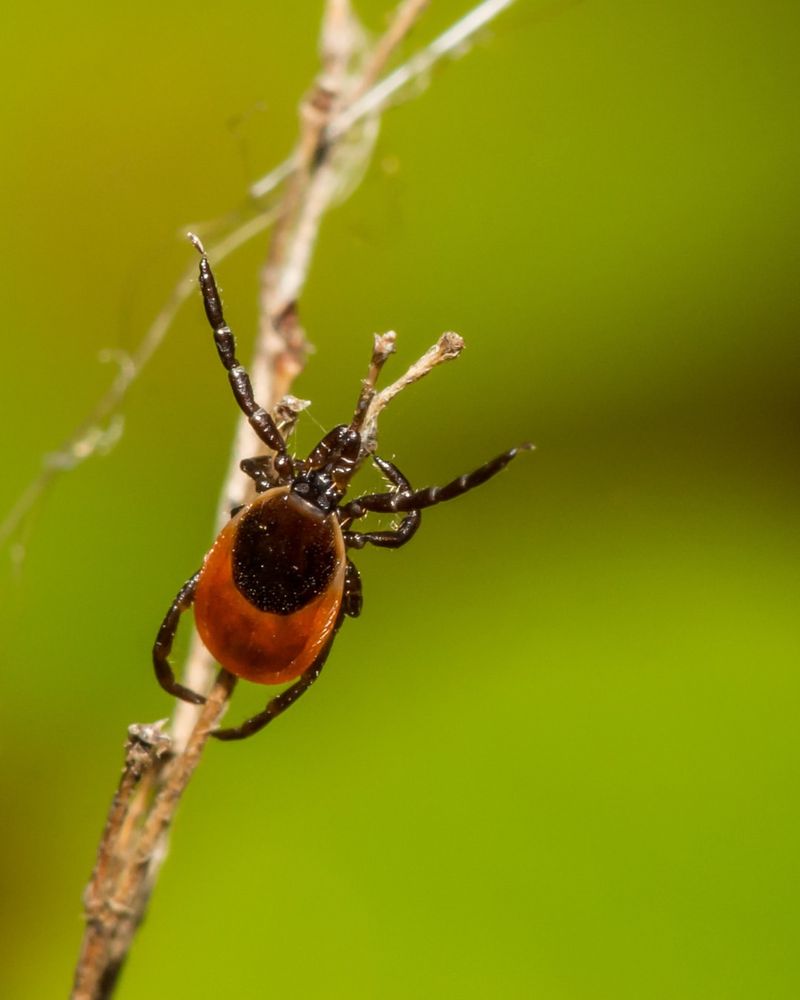 Ticks (Blacklegged And American Dog Tick)
