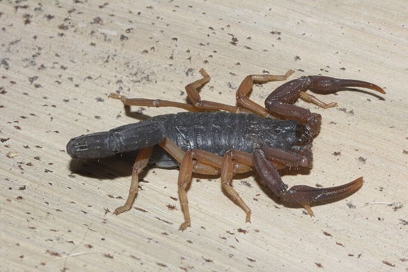 Florida Bark Scorpion