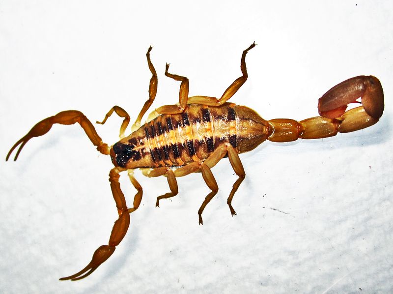 Eastern Bark Scorpion (Centruroides Vittatus)