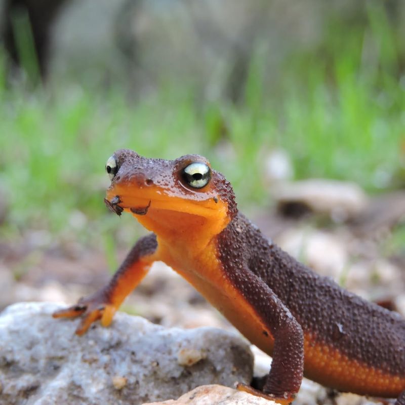 California Newt