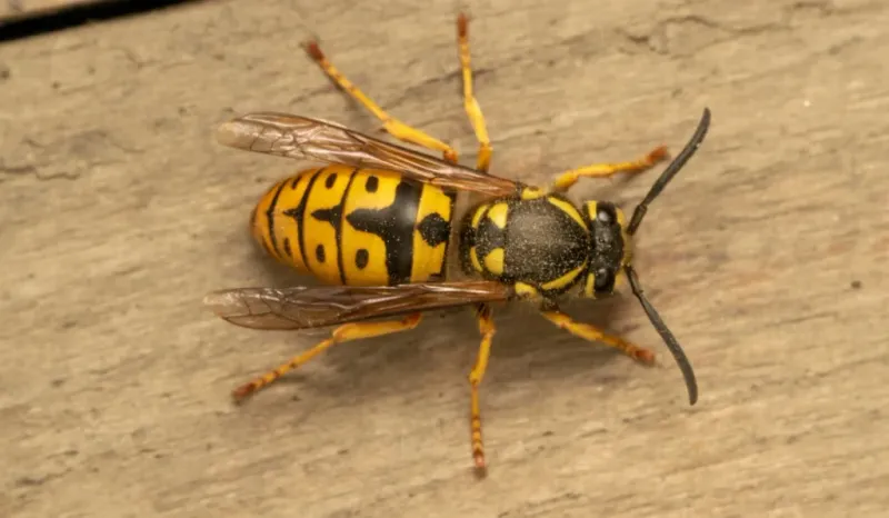 Yellow Jacket Wasp