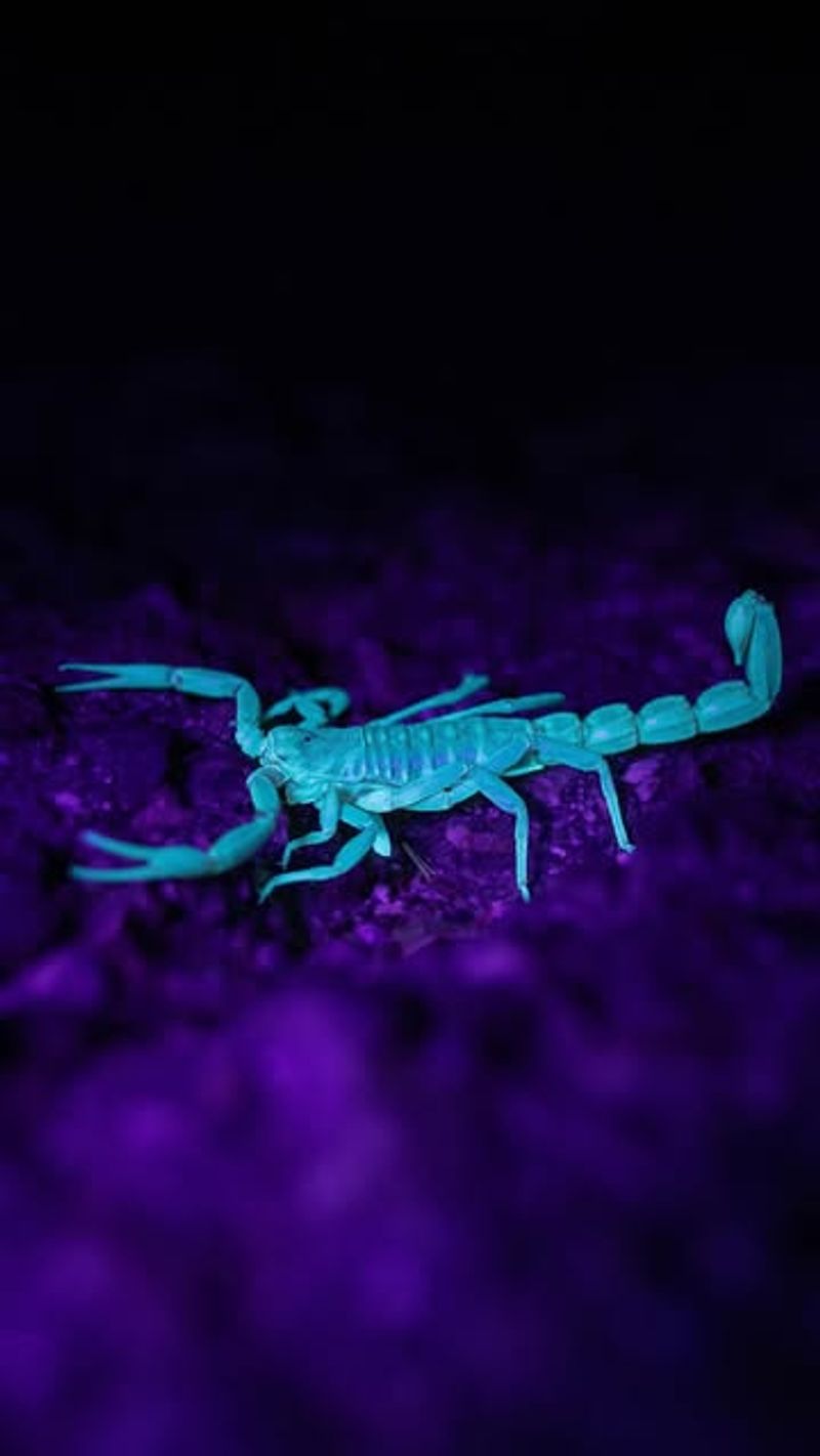 California Bark Scorpion