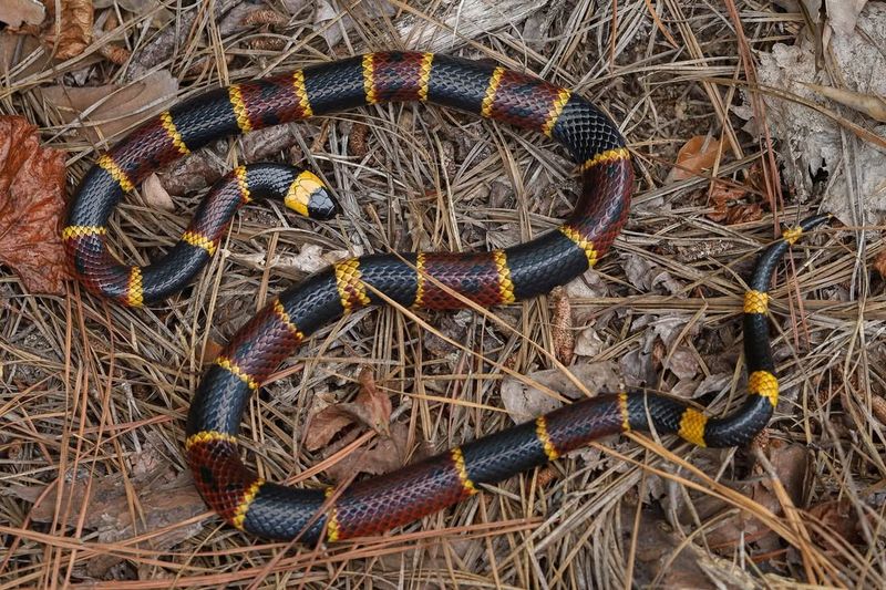 Coral Snake