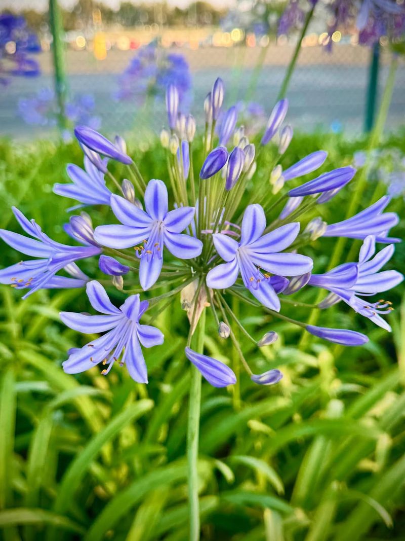 Agapanthus (Lily of the Nile)