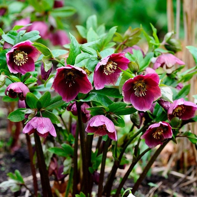 Hellebores
