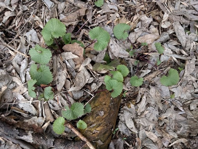 Garlic Mustard