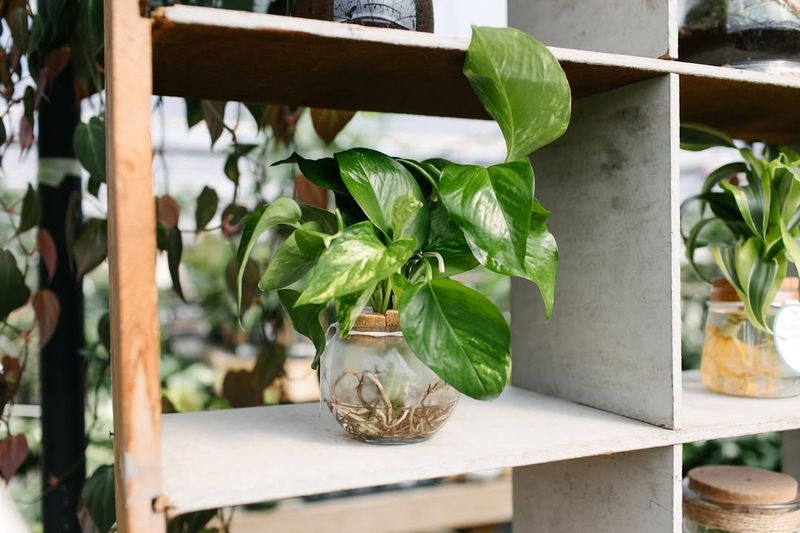 Improves Indoor Air Quality Naturally