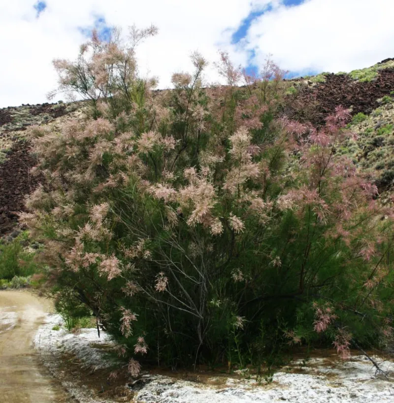 Tamarisk (Tamarix Species)