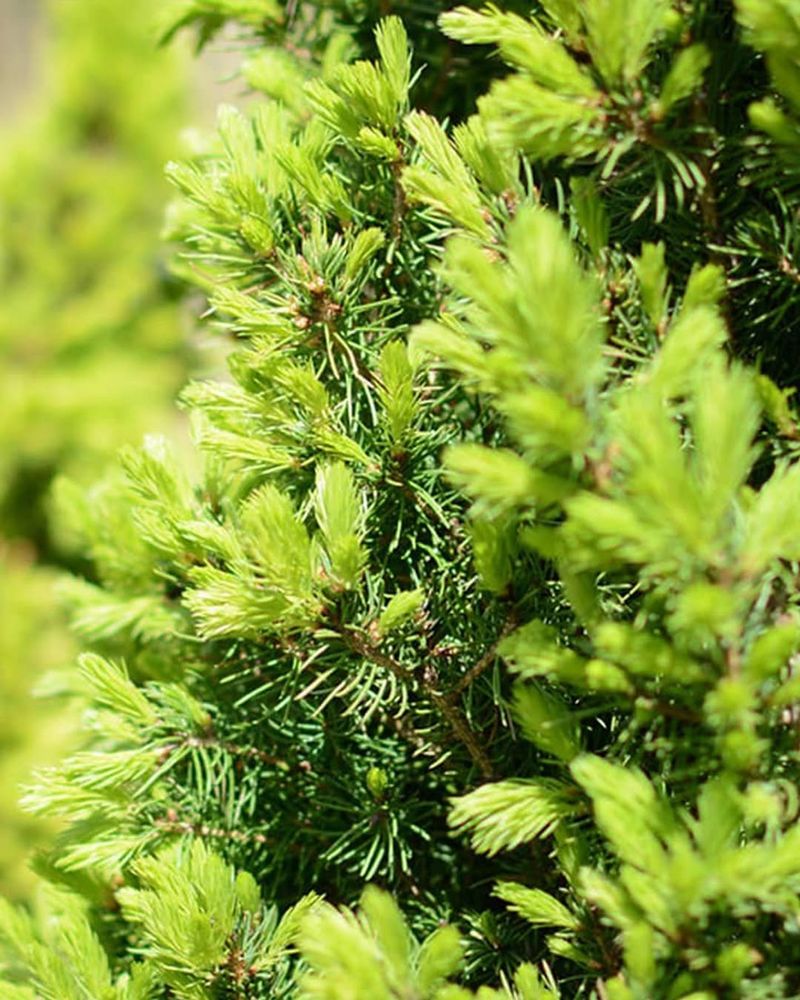 Schedule Regular Garden Time