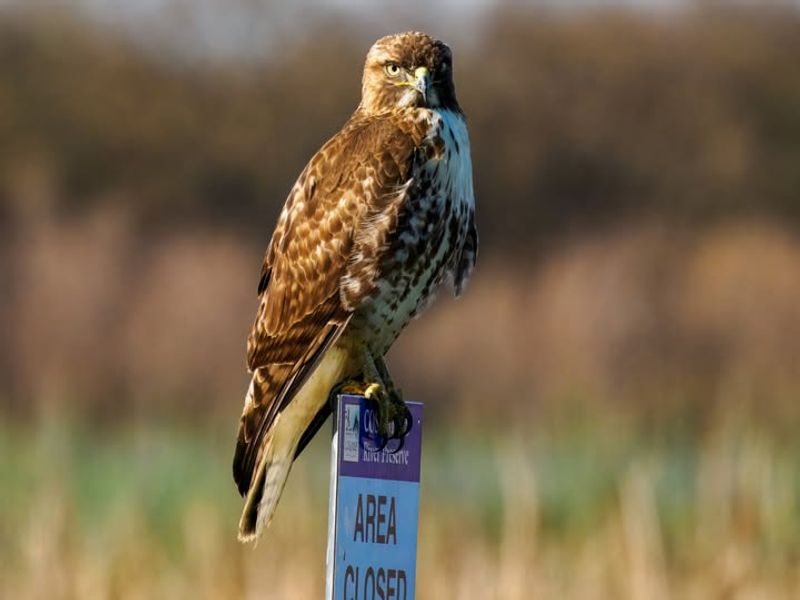 Understand California Hawk Protection Laws