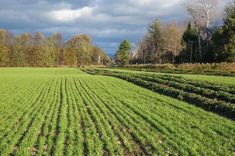 Improve Soil By Planting Cover Crops In Off-Season