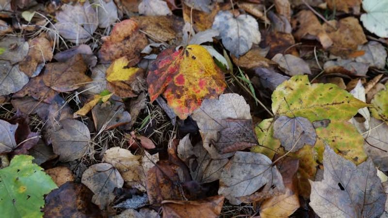 Avoid Fall Garden Cleanup