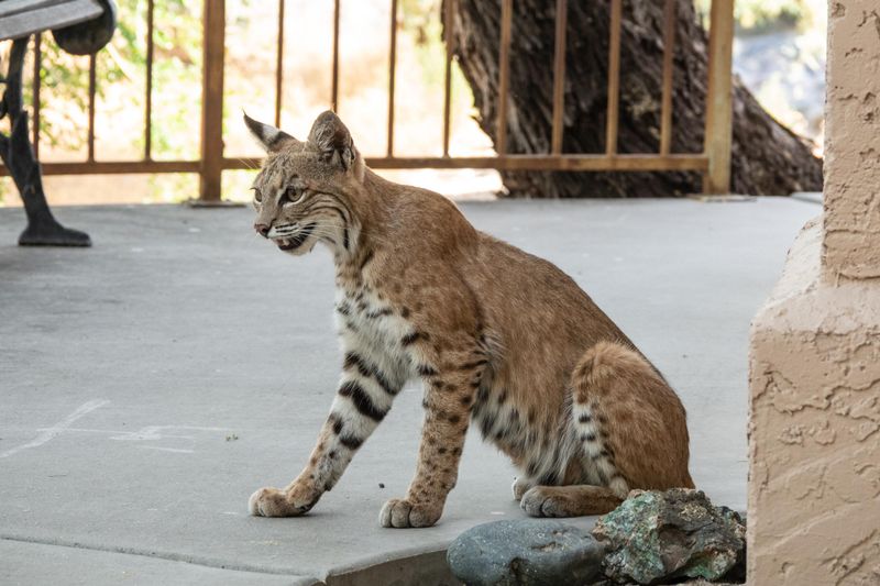 Educate Your Family On Bobcat Safety