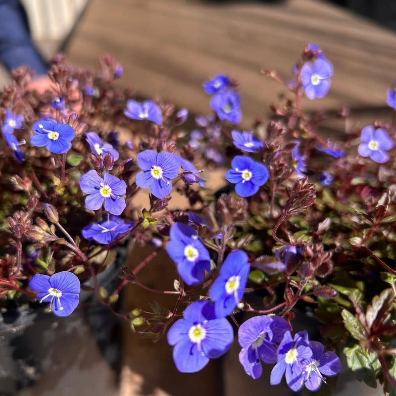 Design Elegant Blue and Violet Gardens