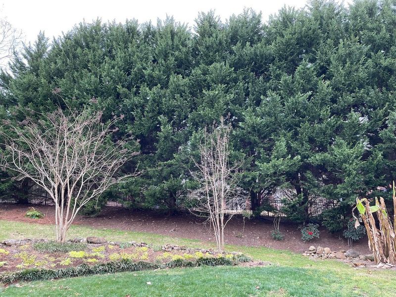 Using Evergreen Berms For Enhanced Sound Deflection