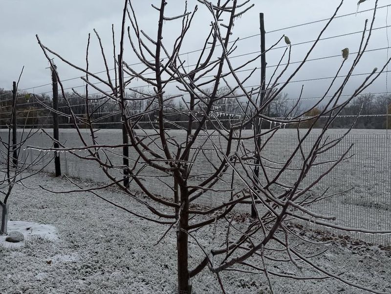 Pruning Trees And Shrubs Promotes Healthy Growth