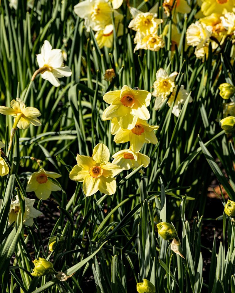Daffodils (Narcissus Spp.)