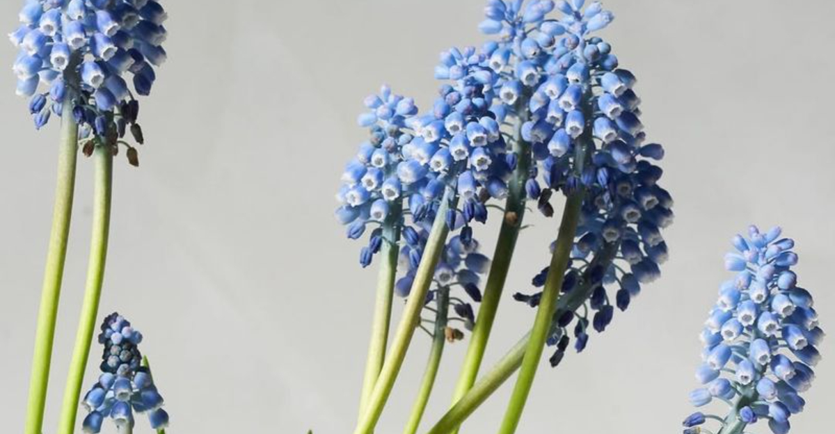grape hyacinths