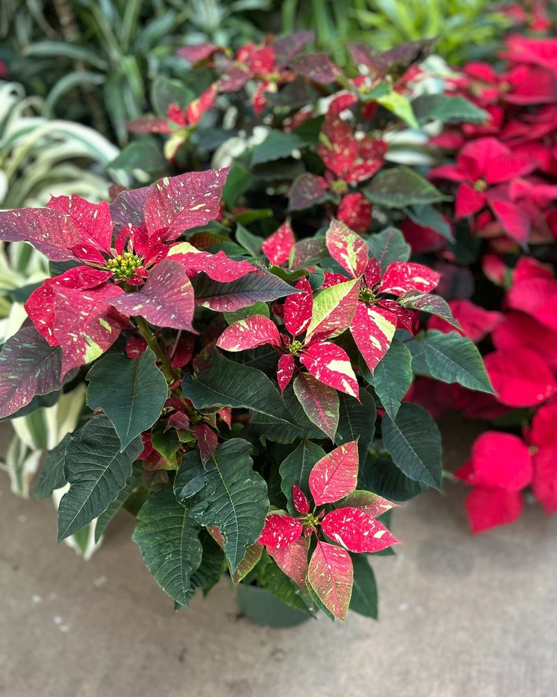 Speckled Red and White Poinsettias