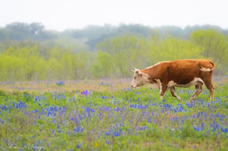Poteet Strawberry Fields