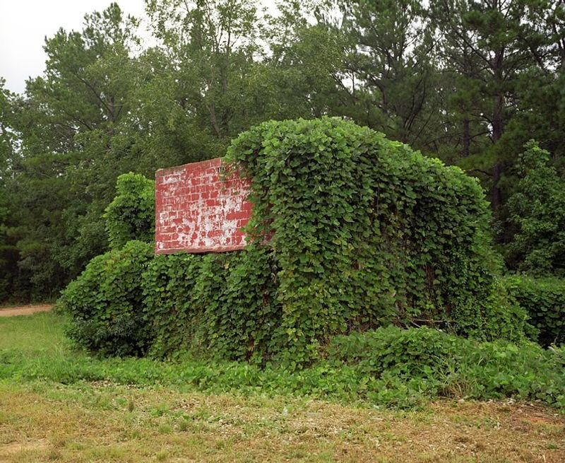 Kudzu