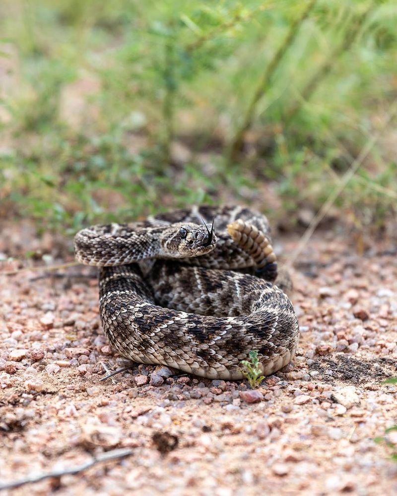 Native Snakes Including Rattlesnakes