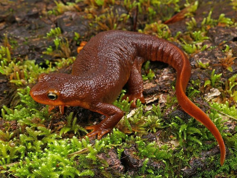 California Newts