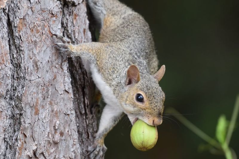 Squirrels Demonstrating Playful Resilience