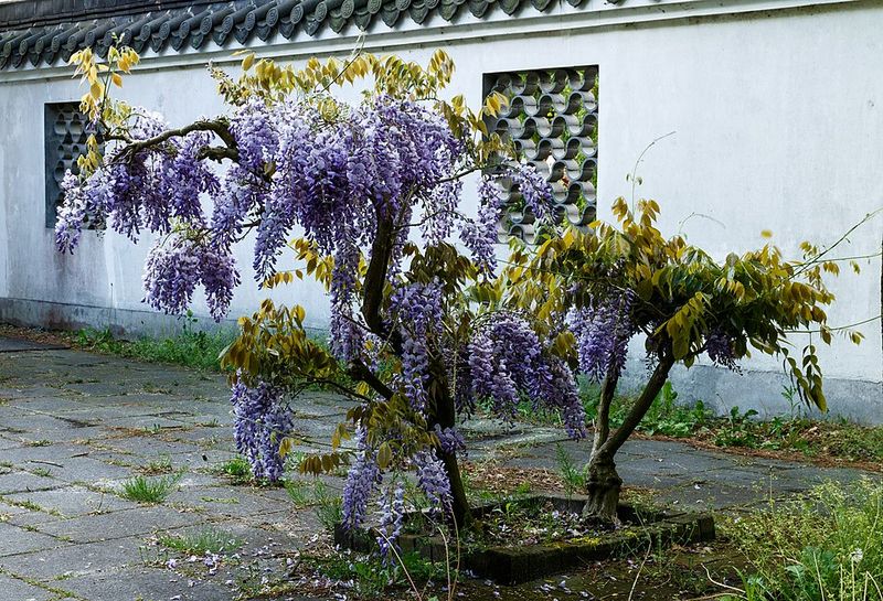 Wisteria (Chinese & Japanese Varieties)