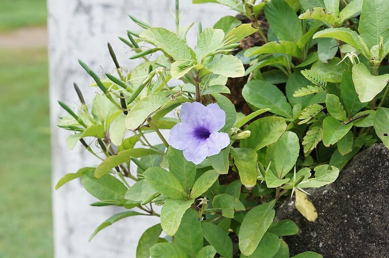 Mexican Petunia (Ruellia)