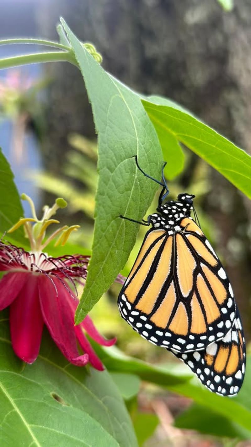 Waterfall Feature with Puddling Stones