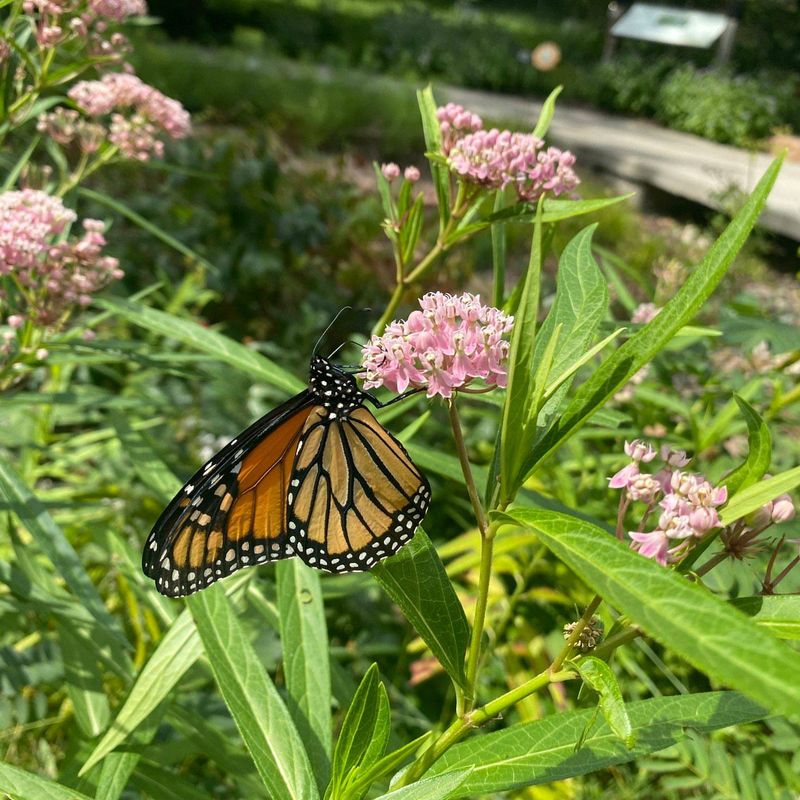 Swamp Milkweed (Asclepias incarnata)