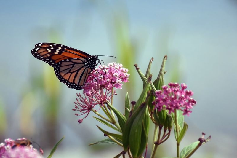 Swamp Milkweed