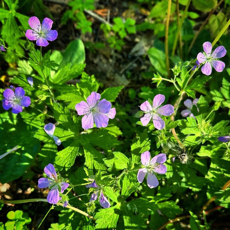Wild Geranium Covers Ground With Pretty Blooms