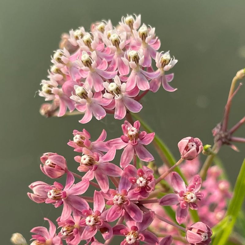Swamp Milkweed