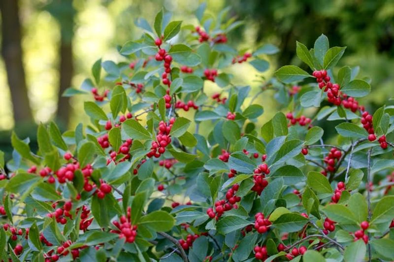 Winterberry Holly
