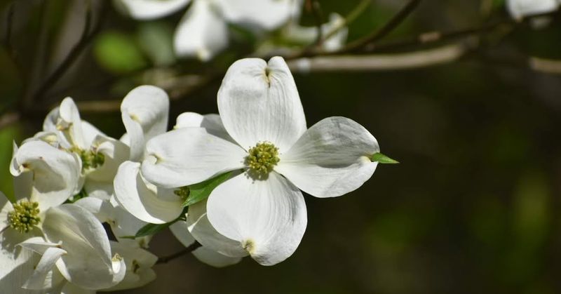 American Dogwood (Cornus Florida)