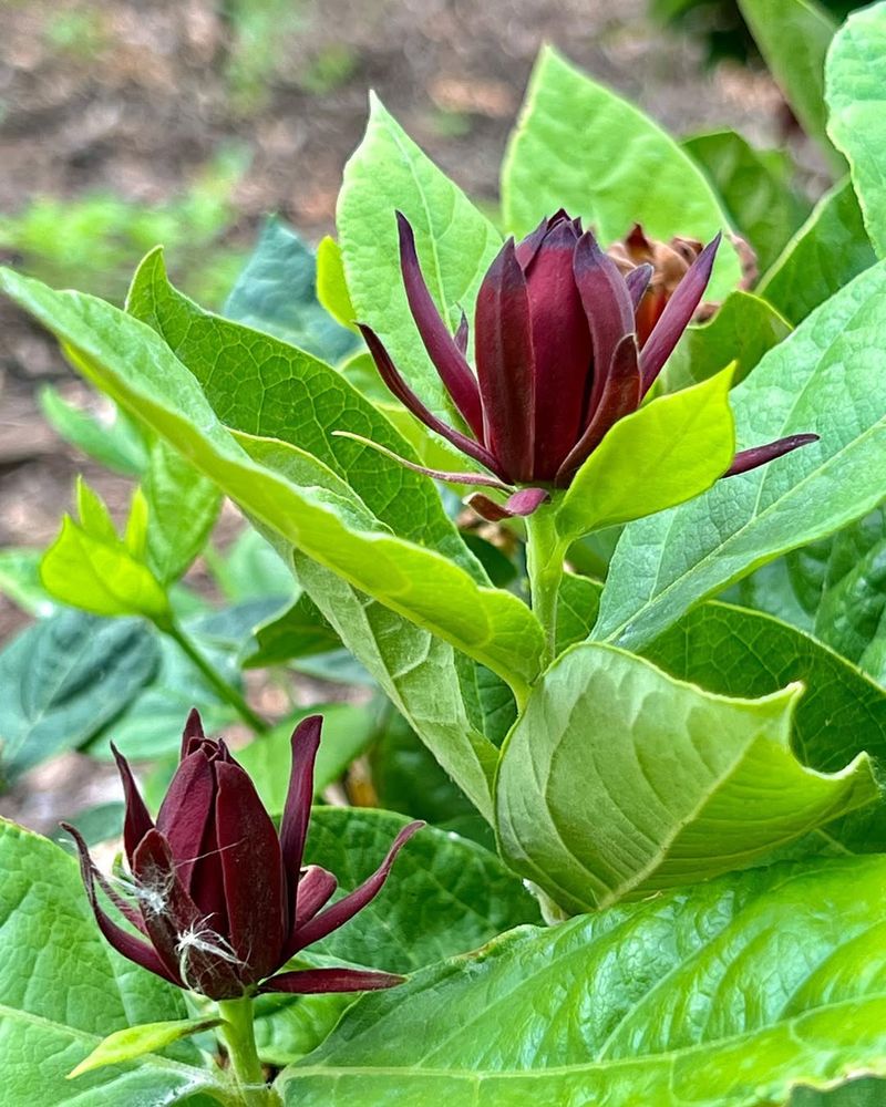 Sweetshrub (Calycanthus floridus)