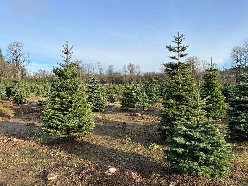 Coates Christmas Trees