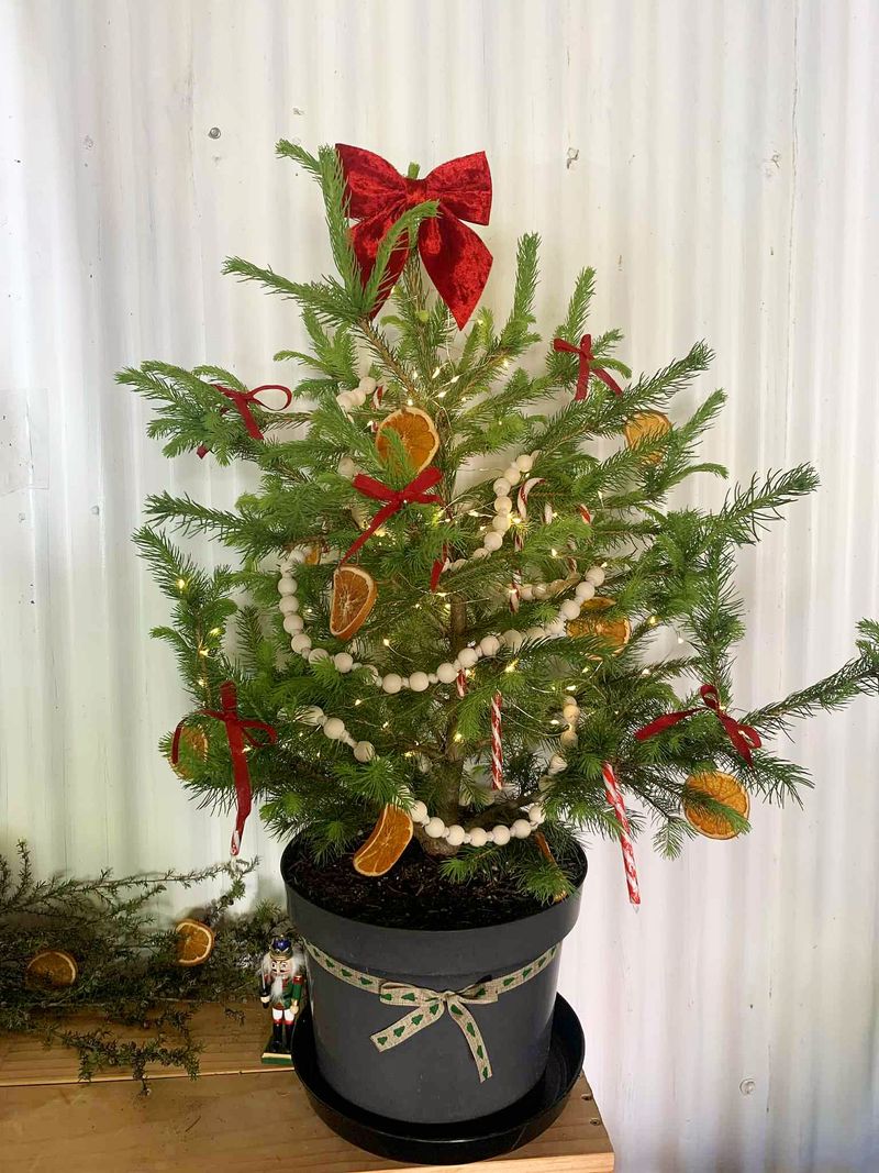 Rent a Living Tree and Return It After the Holidays