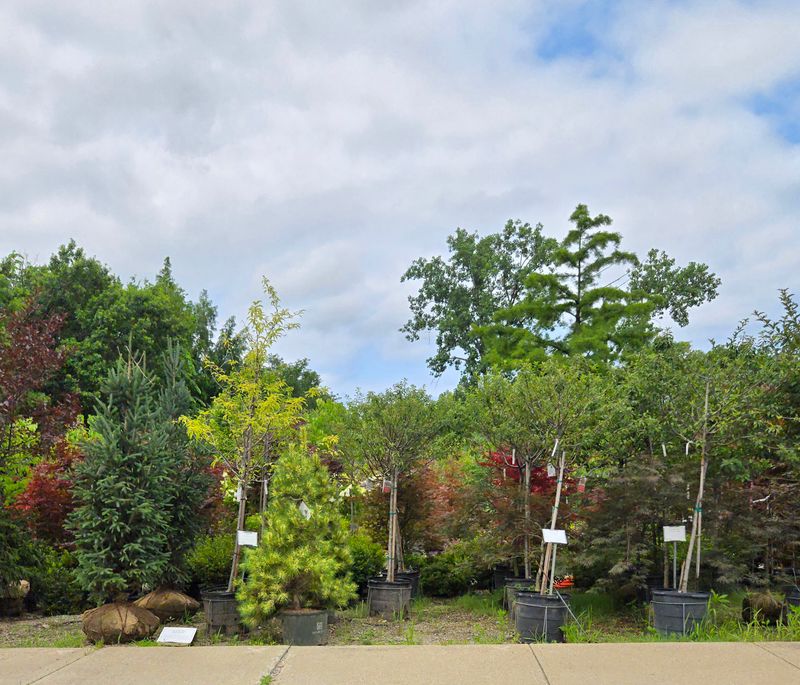 Cahoon Nursery – Avon Lake